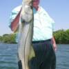 Dave Urschel with a Whopper Sarasota Bay Snook 5/ 2008'
