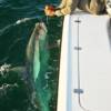 David Schrader with a Lido Beach Tarpon release 5/ 2008'