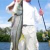 Vic's best Snook to date, 37"  5/ 2008'