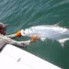 Todd Manchester and a Siesta Key Tarpon 7/ 2007'