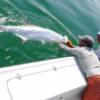 Jason Manchester and his first Tarpon of the day 7/ 2007'