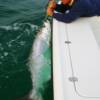 Tony and his first Tarpon, Longboat Key 6/ 2007'