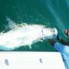 Clay Caldwell and his Monster, 211 pound Tarpon 6/ 2007'