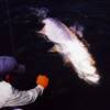 Giant Tarpon on the leader!