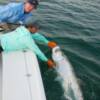 Releasing Tres' Siesta Key Tarpon