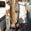 98 pound Black Grouper