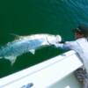 Melanie and a Longboat Key Tarpon release 6/ 2010'