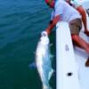 Bill and Ingrid Armington with a Seista Key Tarpon release 5/ 2010'