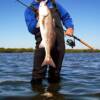 Ron Capps with a nice Redfish wade fishing north Sarasota Bay 12/2008'