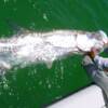 Will Froelic with his first beach Tarpon 5/ 2008'